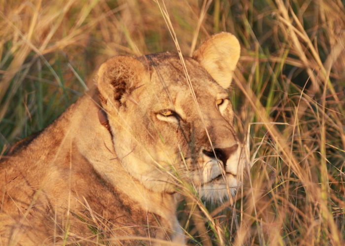 south luangwa lion